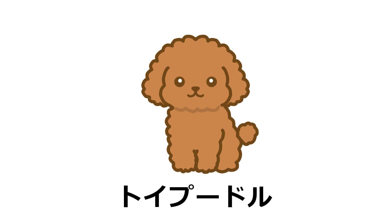 トイプードルのイラスト（アイキャッチ）